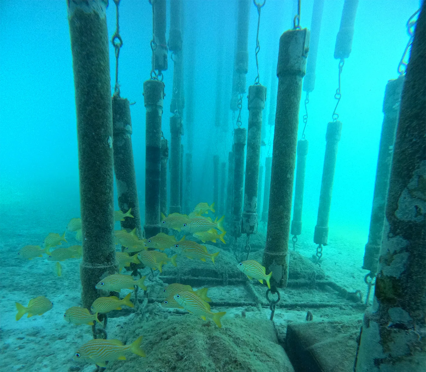 SharkSafe Barrier installation by Sea Me Dive