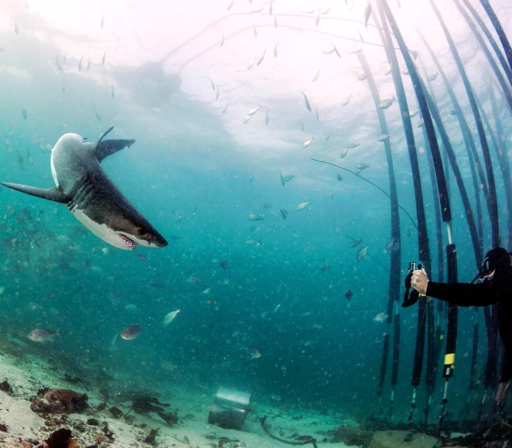 Shark Safe Barrier™ Image