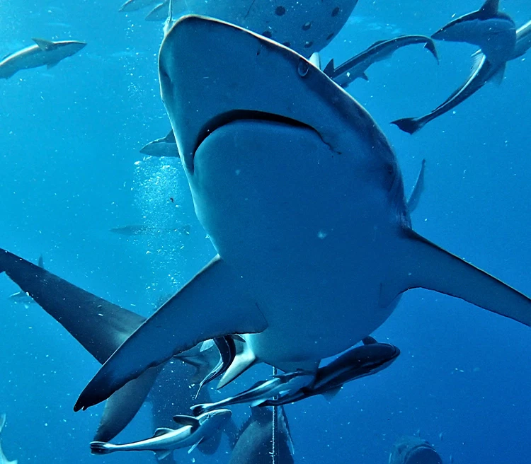 SharkSafe Barrier™ image