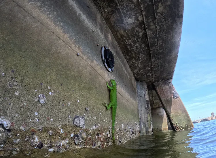 Professional Seawall inspection and maintenance cost overview