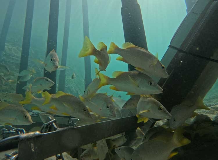 Fishes finding new home near barrier