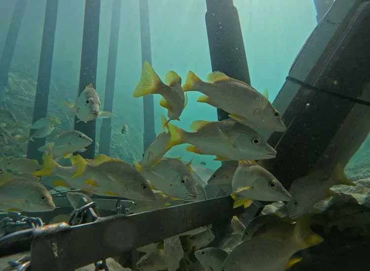 Fishes finding new home near barrier